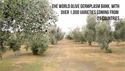 Where the World's Olives Live Side by Side